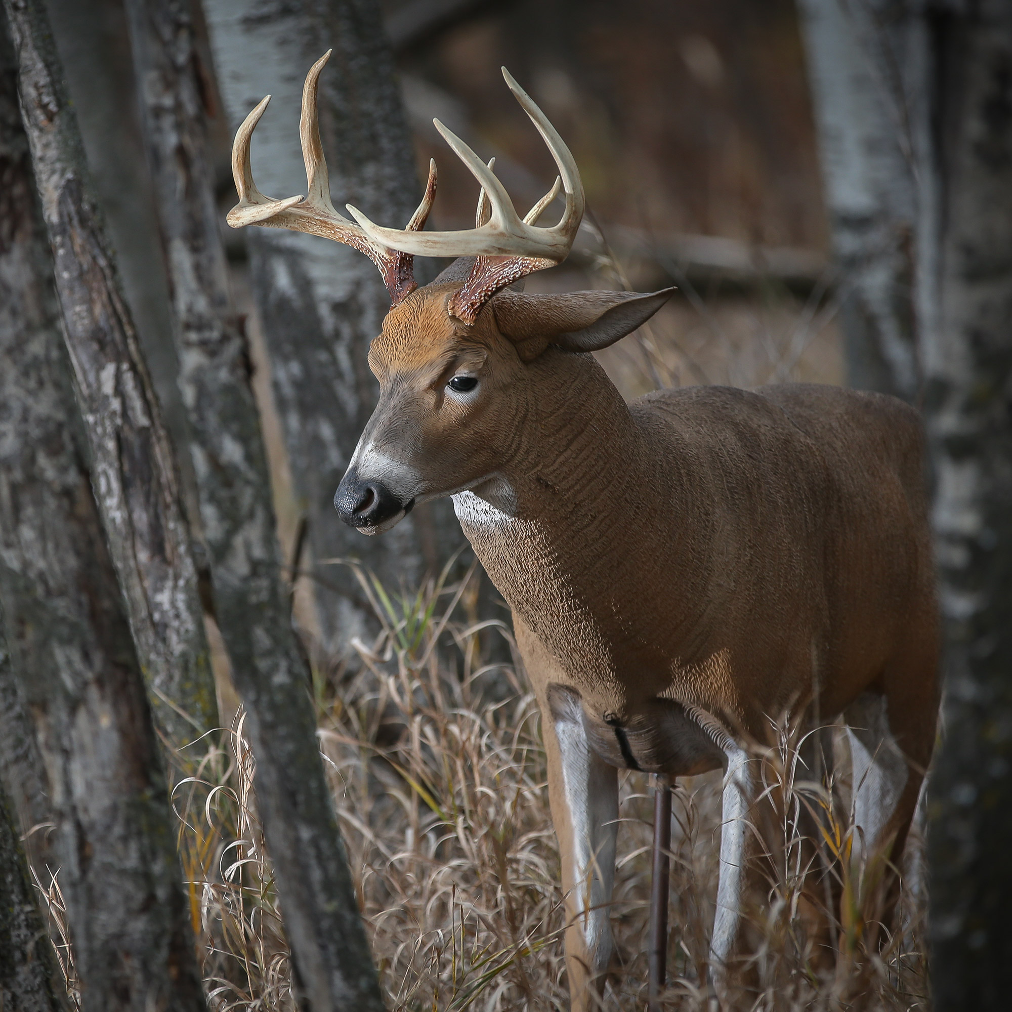 Posturing Buck Dave Smith Decoys