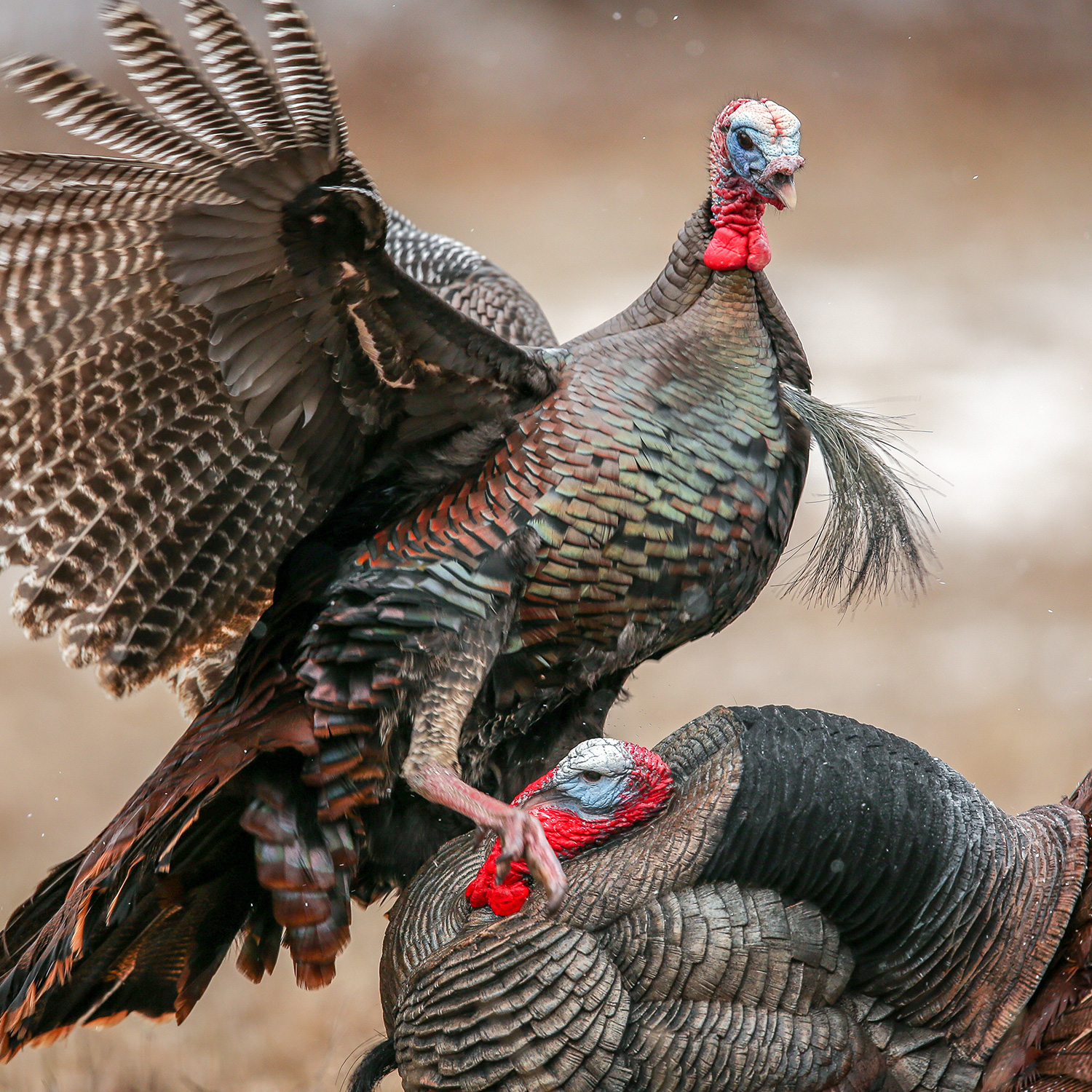 Strutter Dave Smith Decoys