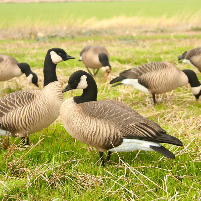 Lessers Combo 6Pack Dave Smith Decoys