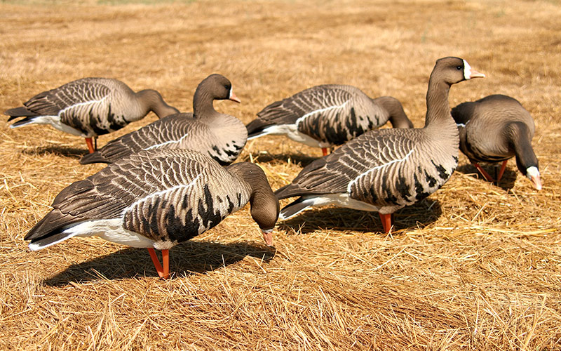 Specks Combo 6 Pack Dave Smith Decoys