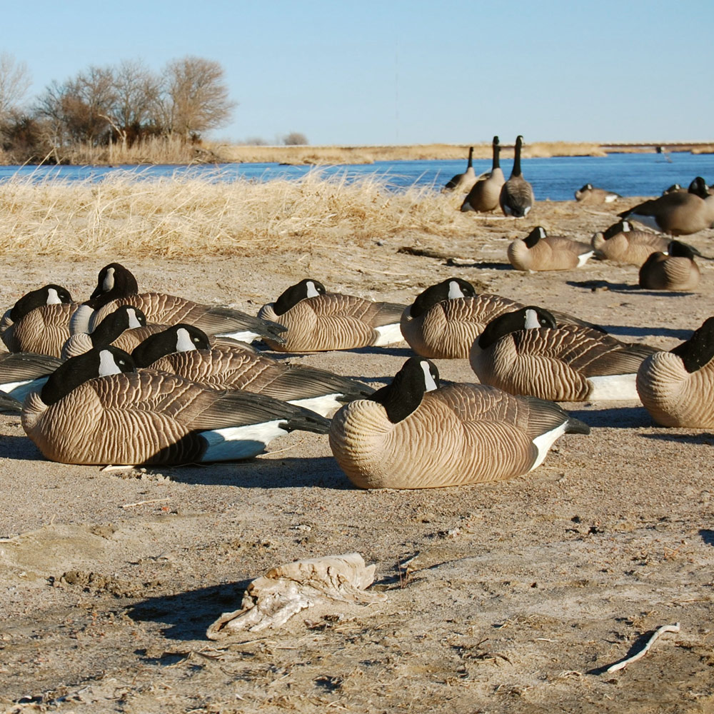 sleeper goose decoys