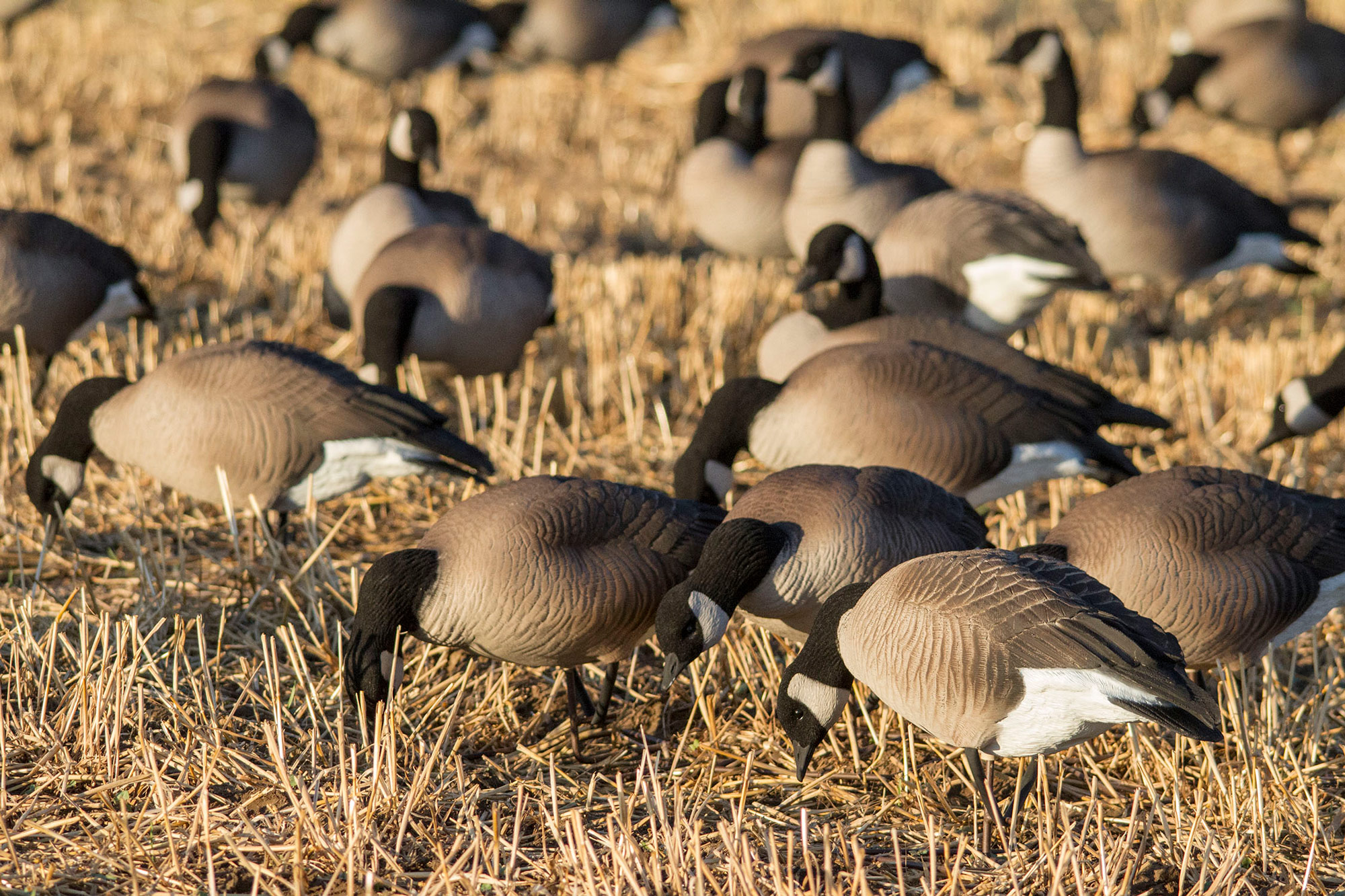 Lessers Combo 6Pack Dave Smith Decoys