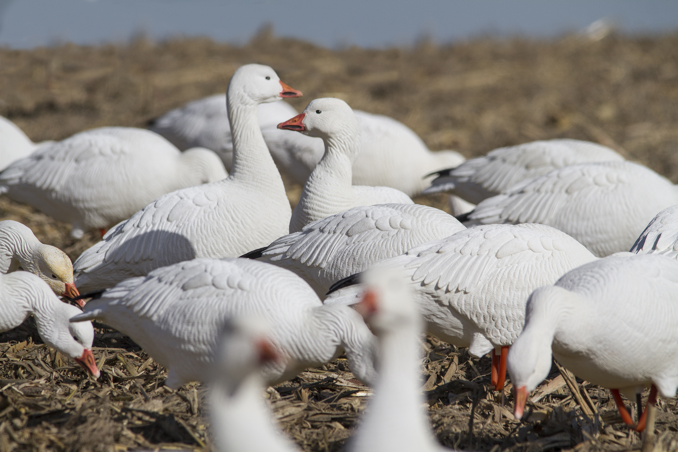 Posturing Buck Dave Smith Decoys