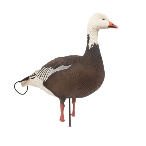 Blue Goose | Combo 6-Pack - Image 7