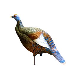 Ocellated Posturing Hen