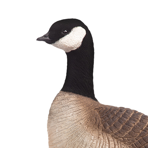 Cacklers Upright 6Pack Dave Smith Decoys