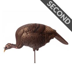 Feeding Hen | Second