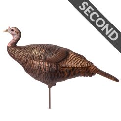 Leading Hen | Second