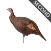 Posturing Hen | Second