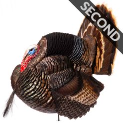Strutter | Second
