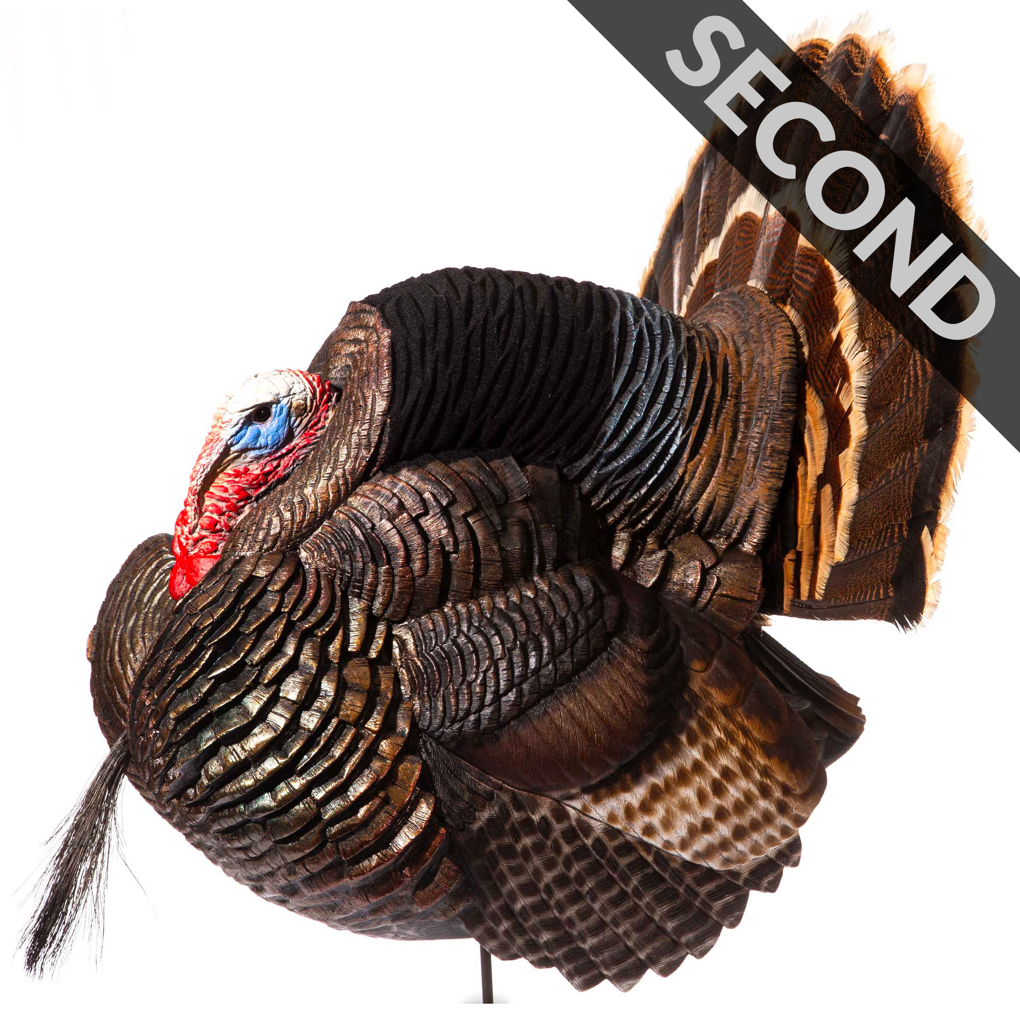 Strutter | Second