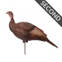 Upright Hen | Second