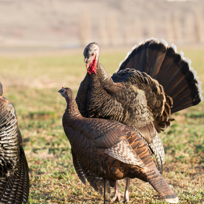 Posturing Hen Dave Smith Decoys