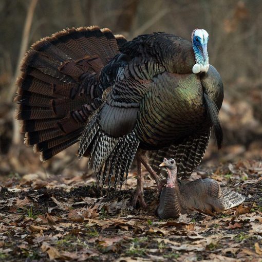 Breeding Pair - Image 6