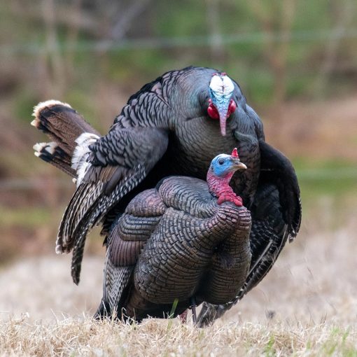 Breeding Pair - Image 4