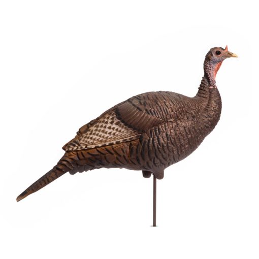 Turkey Flock - Image 5