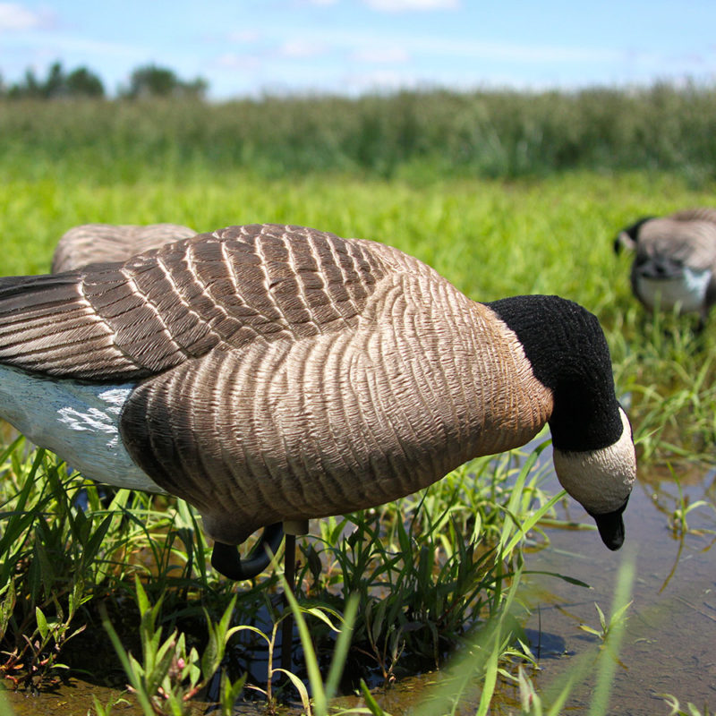 Cacklers Feeder 6Pack Dave Smith Decoys