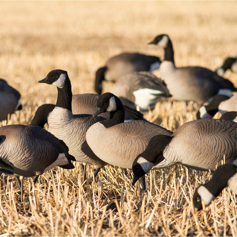 Lessers Combo 6Pack Dave Smith Decoys