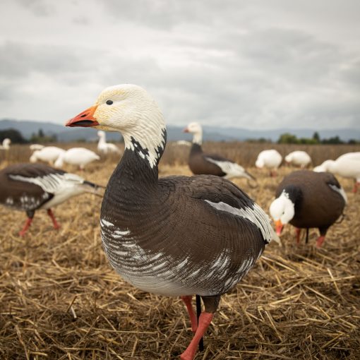 Blue Goose | Combo 6-Pack - Image 2