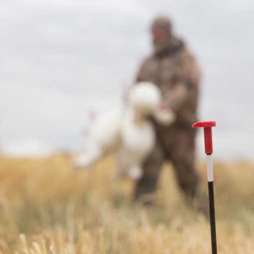 Snow Goose Juvie | Combo 10-Pack - Image 7