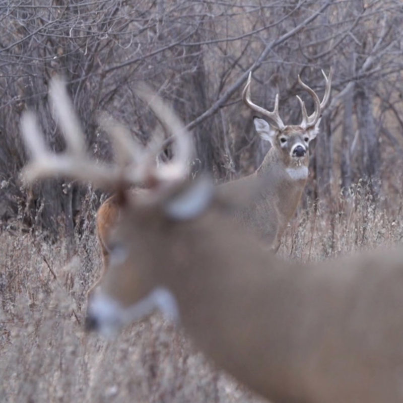 Posturing Buck Dave Smith Decoys