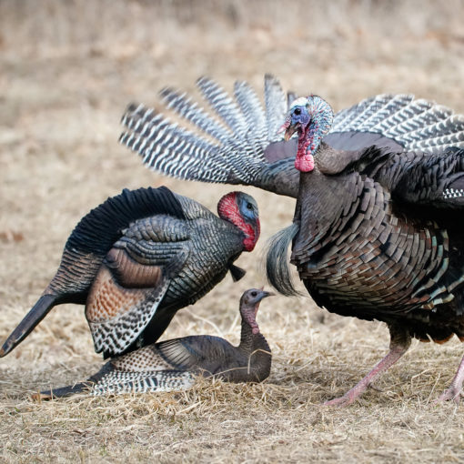Mating Motion Pair - Image 5