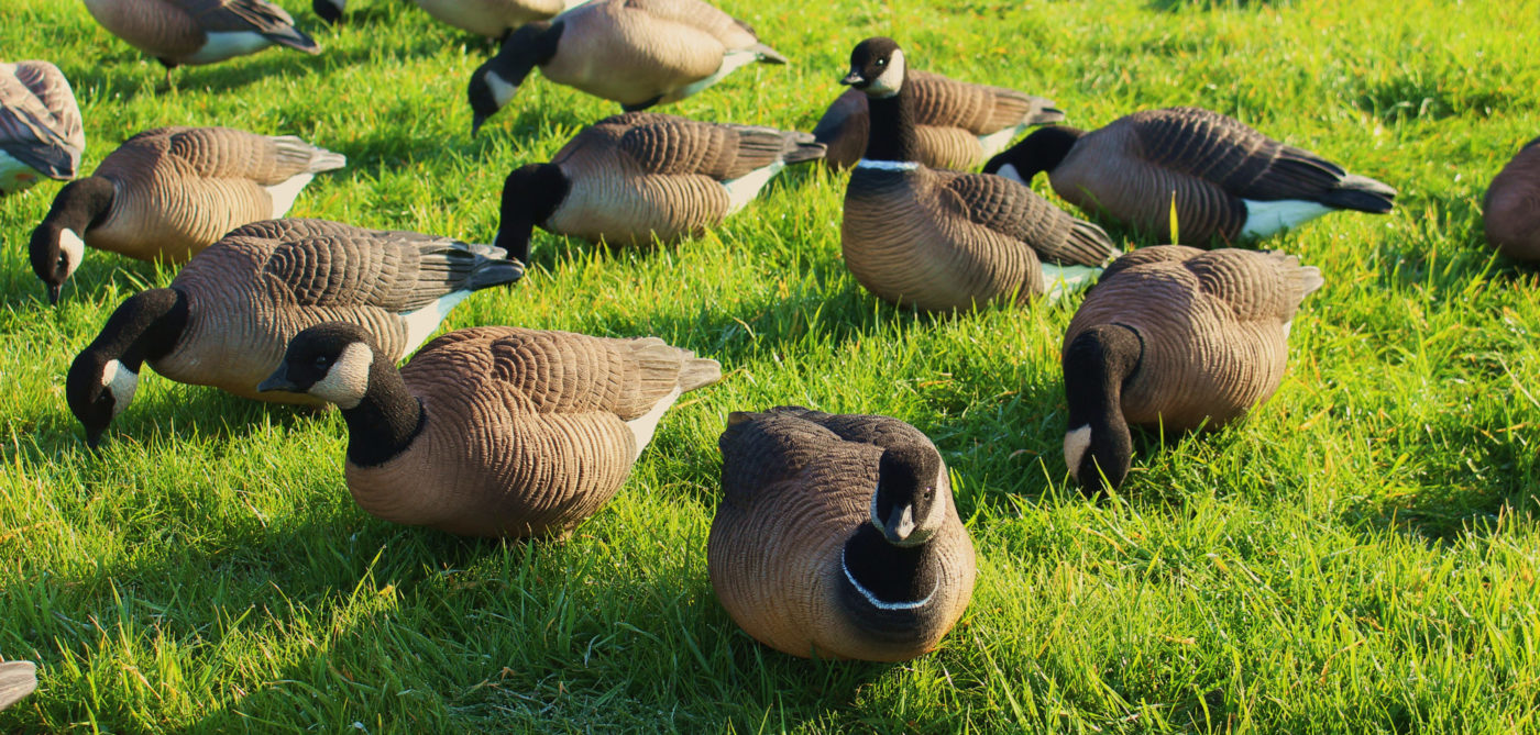 Cacklers Upright 6Pack Dave Smith Decoys