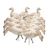 Snow Goose Juvie | Combo 10-Pack
