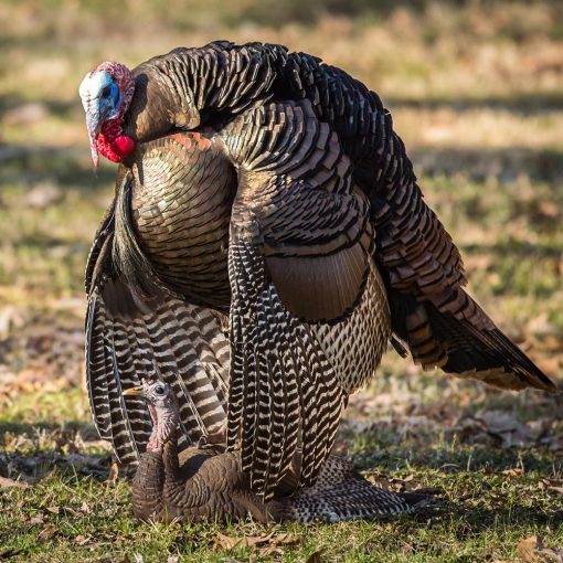 Breeding Pair - Image 5