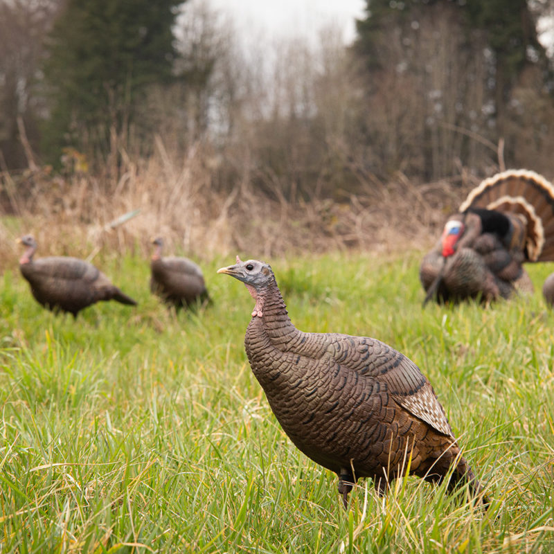 Posturing Hen Dave Smith Decoys
