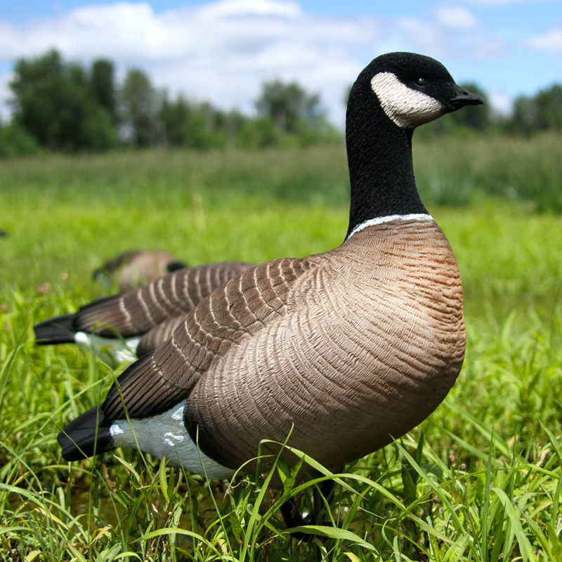 Cacklers | Upright 6-Pack – Dave Smith Decoys