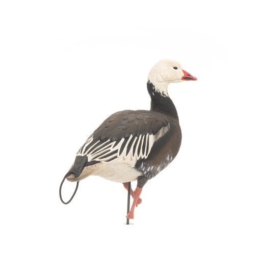 Blue Goose | Combo 6-Pack - Image 5