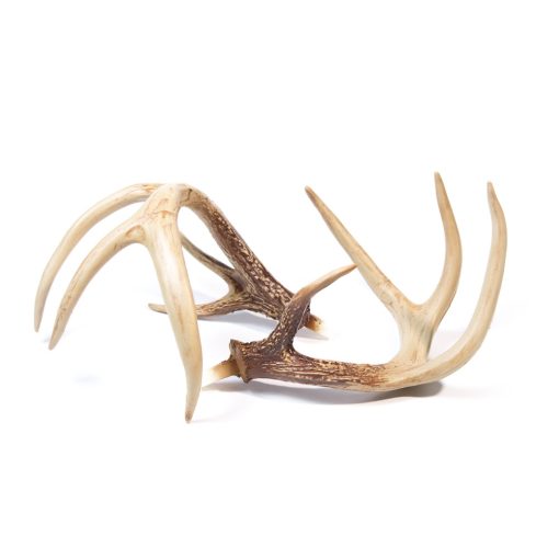 Posturing Buck Replacement Antlers - Image 2