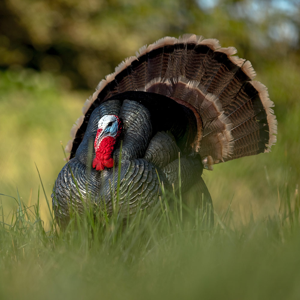 Strutter (White Face) | Second - Image 2