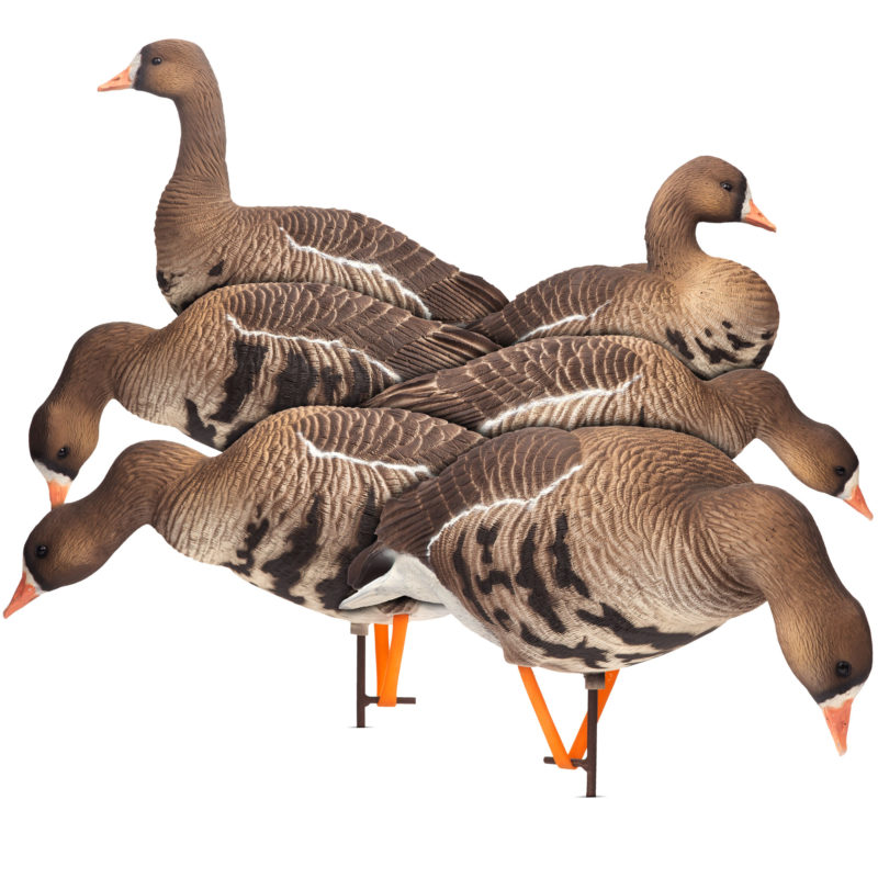 Specklebelly Geese – Dave Smith Decoys