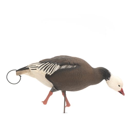 Blue Goose | Combo 6-Pack - Image 6