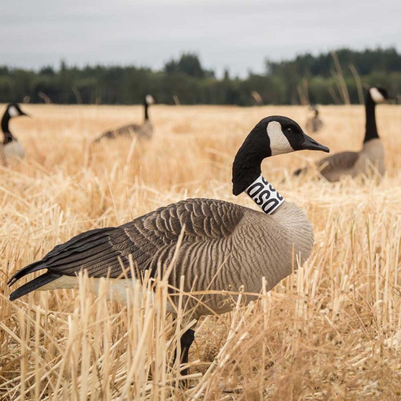 Black Armour Flocking Kit – Dave Smith Decoys