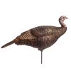 Leading Hen