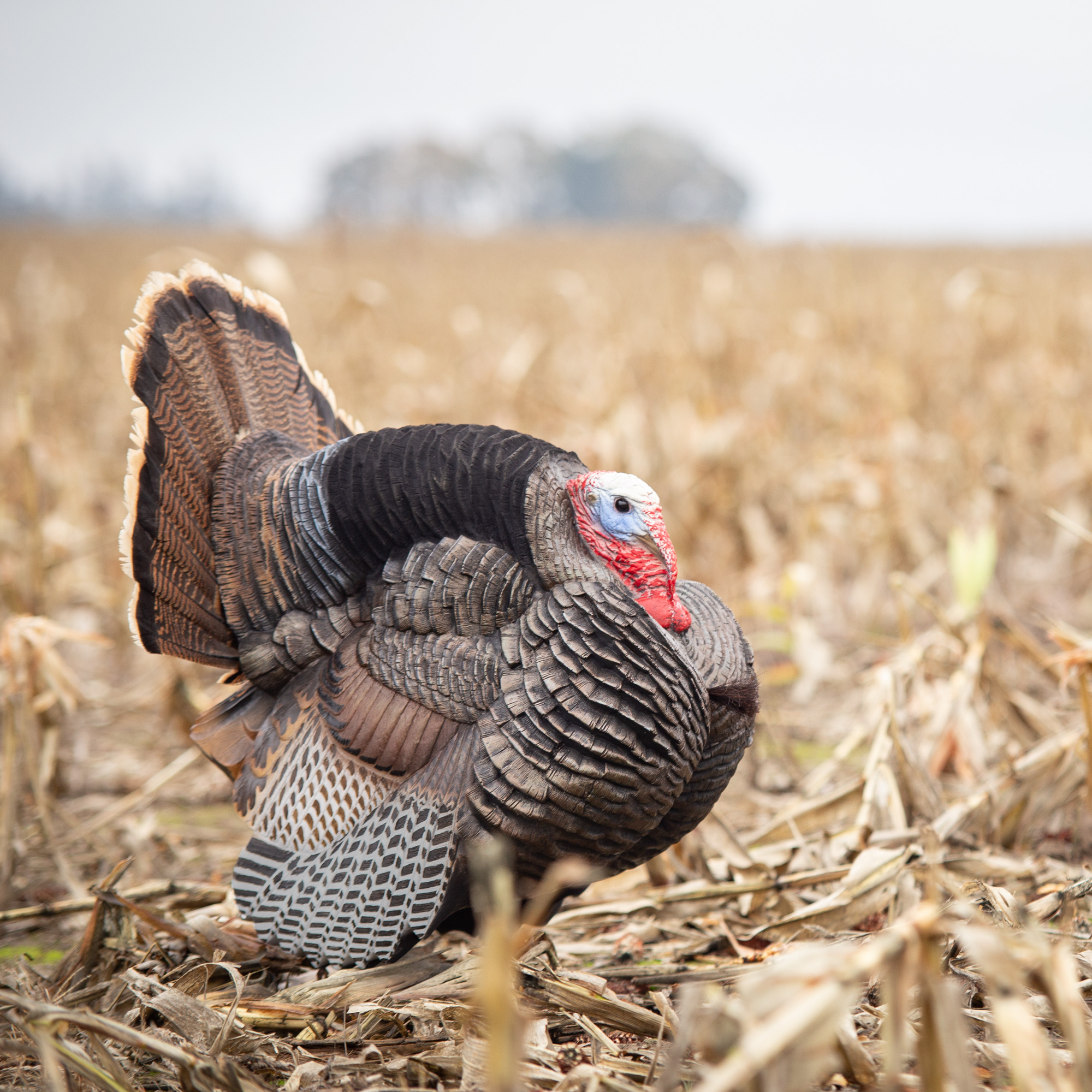 Jake Strutter | Second - Image 2
