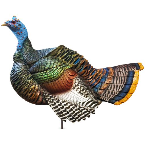 Ocellated Posturing Jake