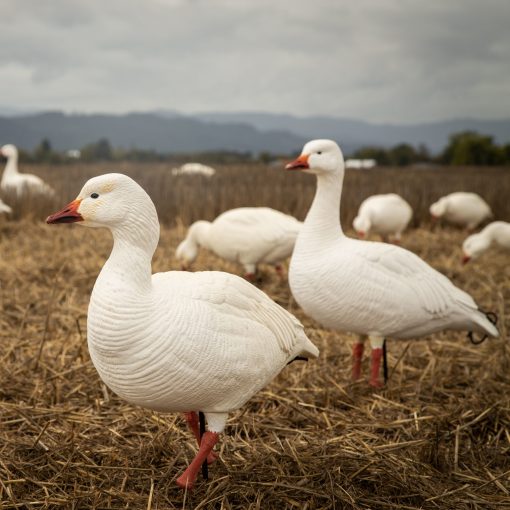 Snow Goose | Combo 6-Pack - Image 2