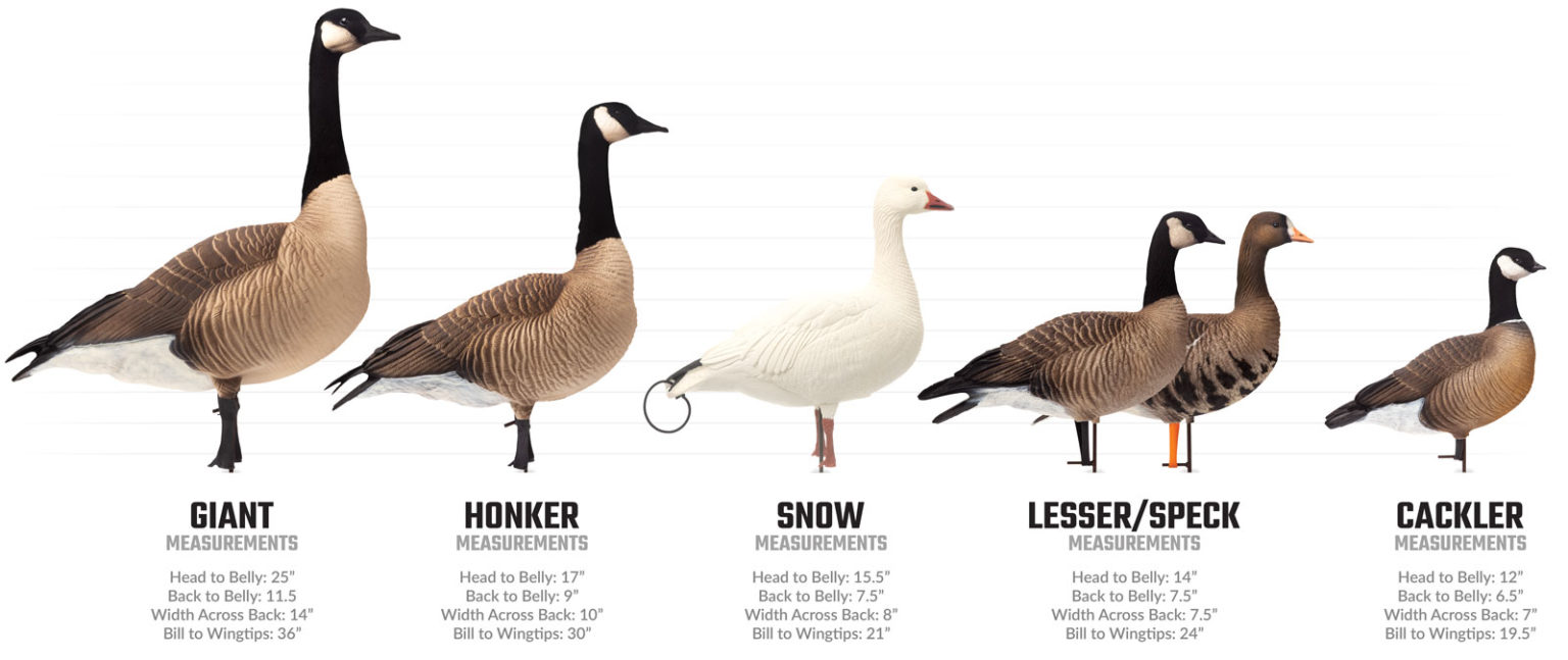 Waterfowl Decoys Dave Smith Decoys