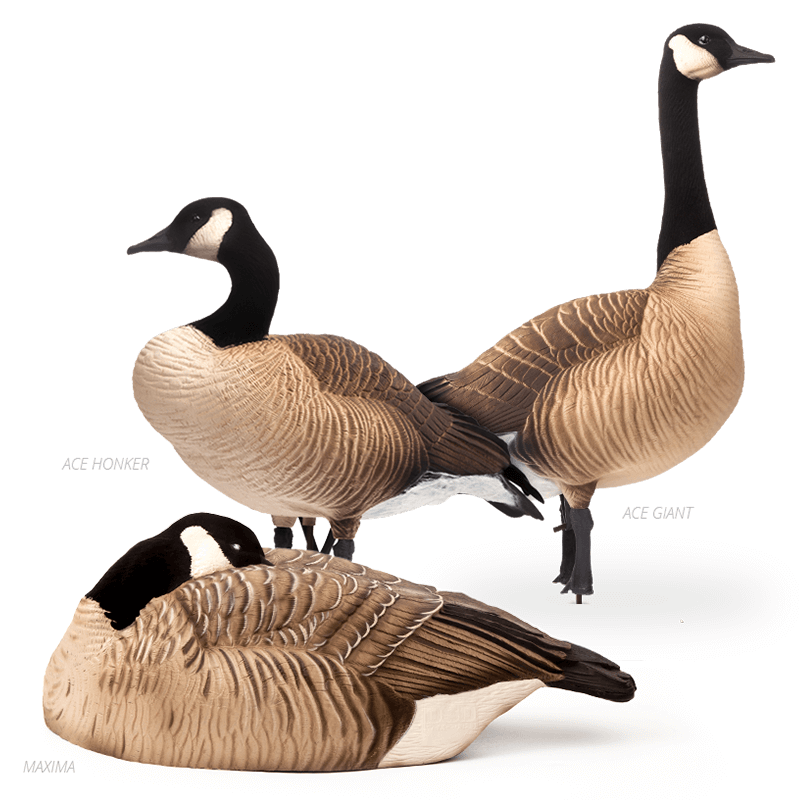 Large Canada Geese – Dave Smith Decoys