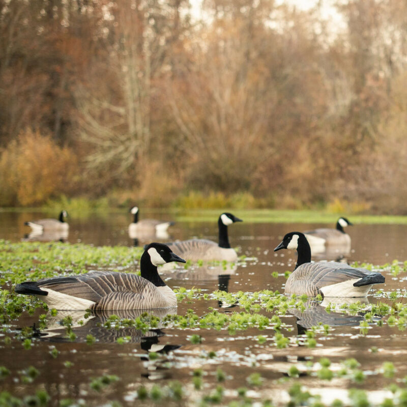 Maximas Floater 4Pack Dave Smith Decoys