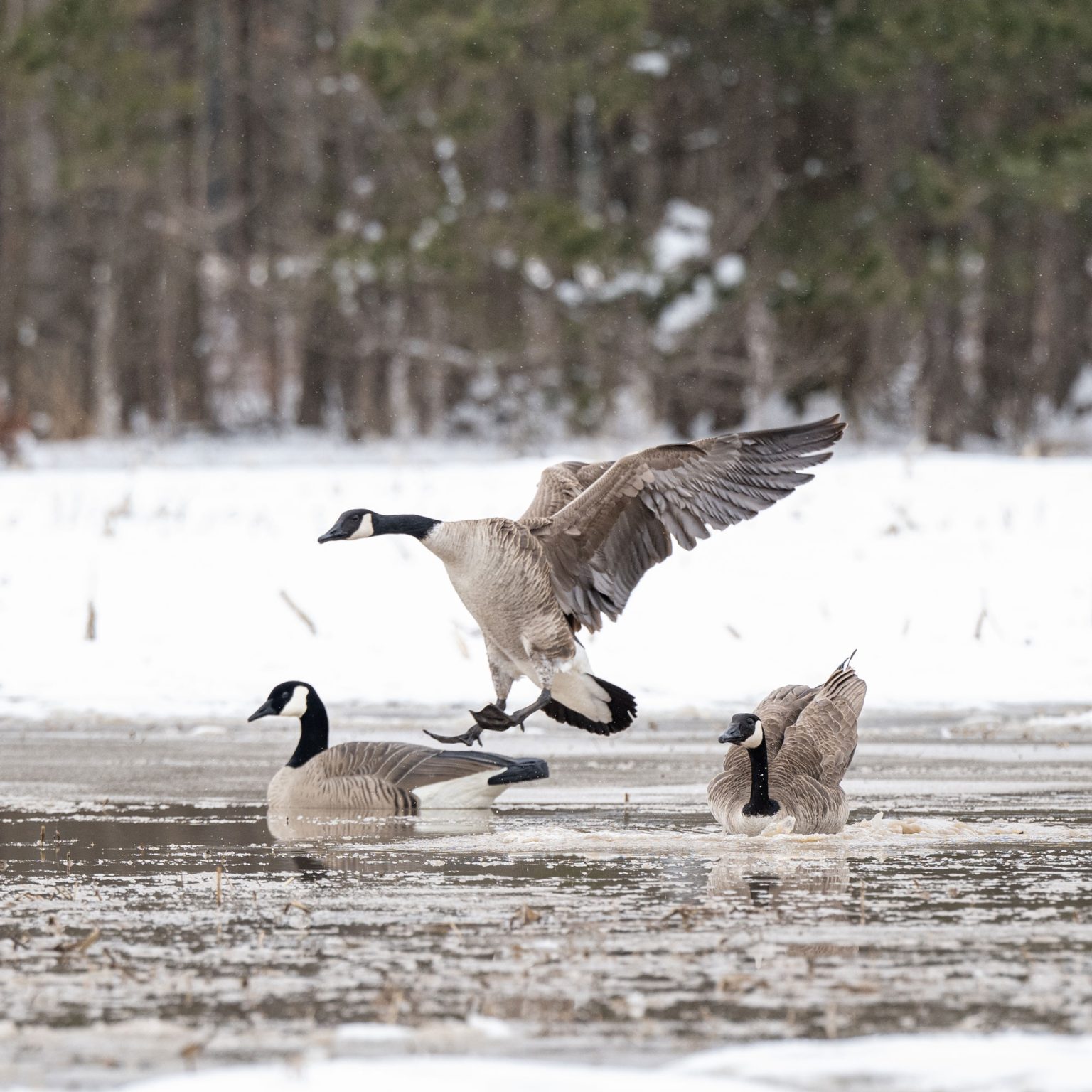 Maximas Floater 4Pack Dave Smith Decoys