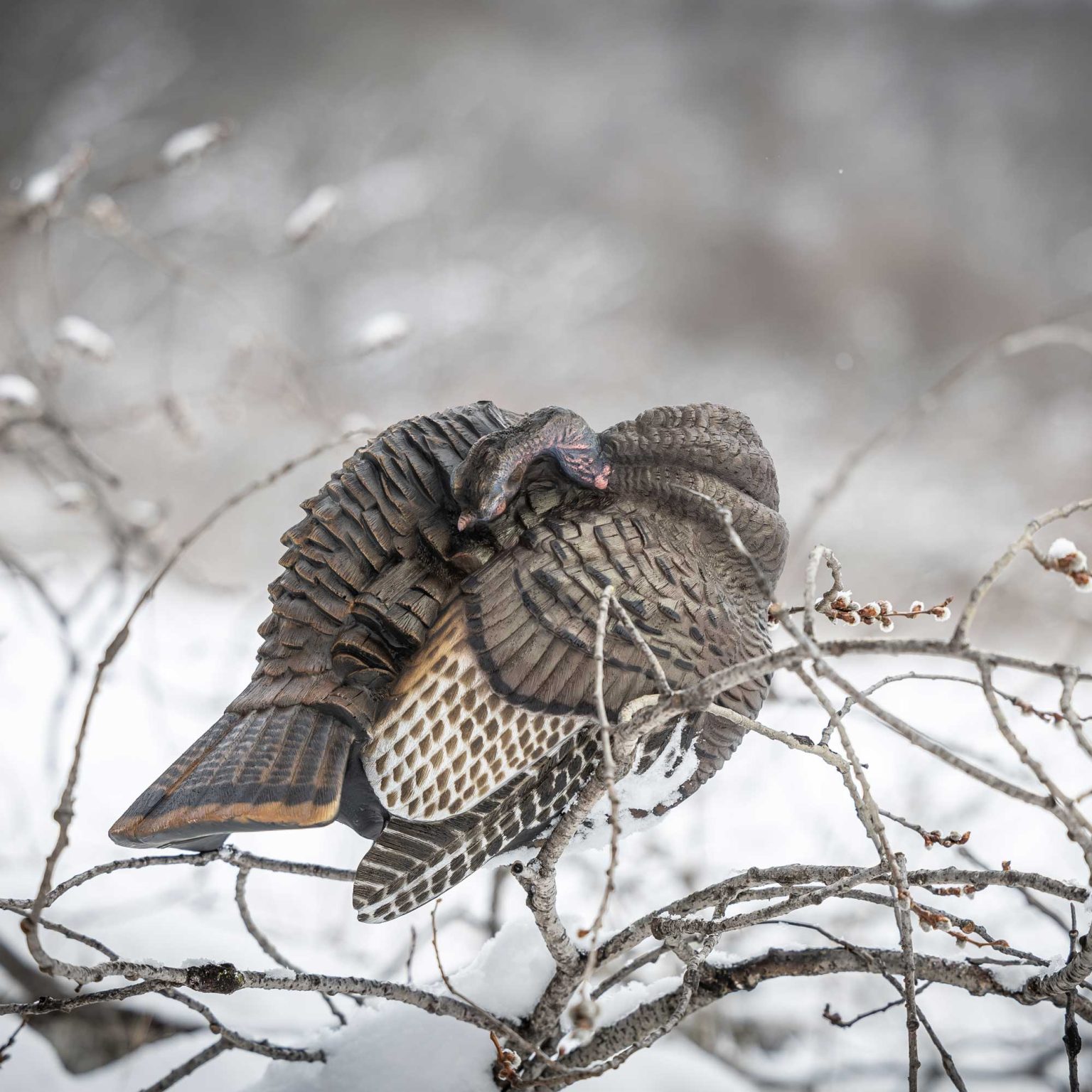 Preening Hen Dave Smith Decoys