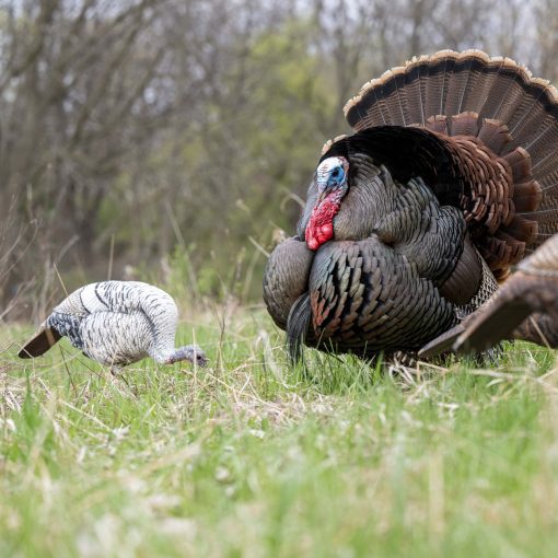 Limited Smoke Phase | Feeding Hen - Image 3