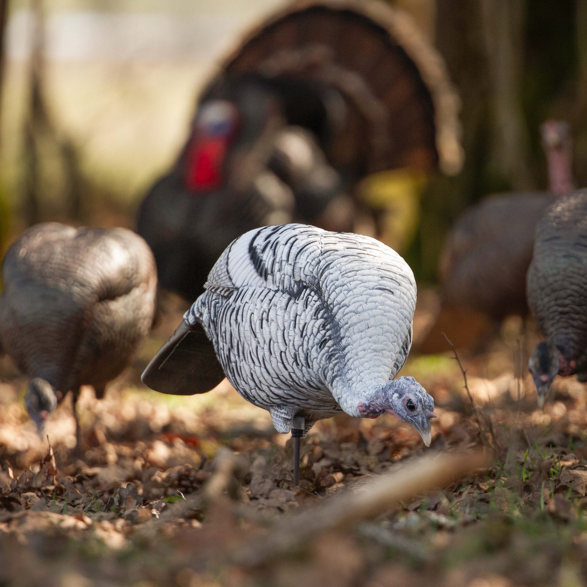 Limited Smoke Phase Feeding Hen Dave Smith Decoys