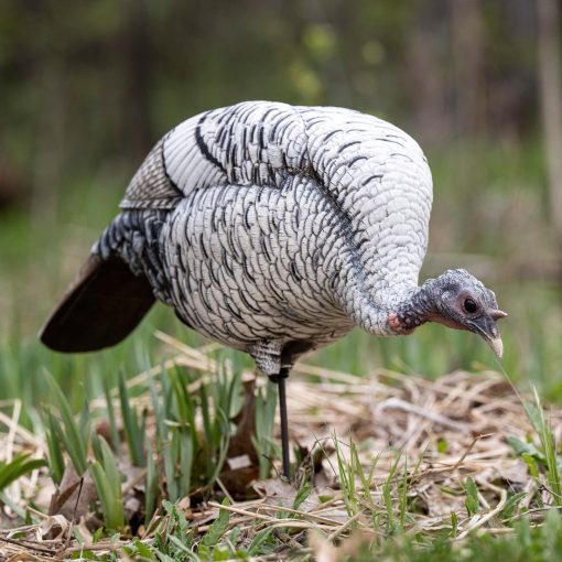 Limited Smoke Phase | Feeding Hen - Image 6