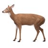 Standing Doe